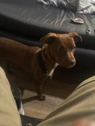 Reunited Male Dog last seen Telegraph and channing , Berkeley, CA 94704