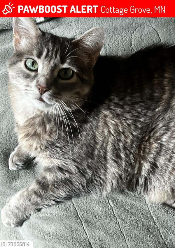 Lost Female Cat last seen Pine glen park cottage grove Minnesota, Cottage Grove, MN 55016