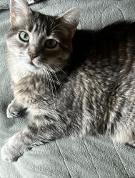 Lost Female Cat last seen Pine glen park cottage grove Minnesota, Cottage Grove, MN 55016