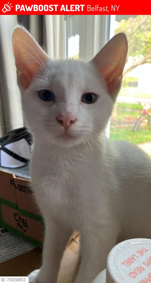 Lost Male Cat last seen King Street and Sherman Street, Belfast, NY 14711