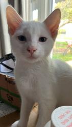 Lost Male Cat last seen King Street and Sherman Street, Belfast, NY 14711
