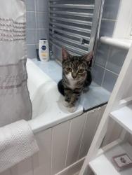 Reunited Female Cat last seen Mortlake Road Kew Gardens , Greater London, England 