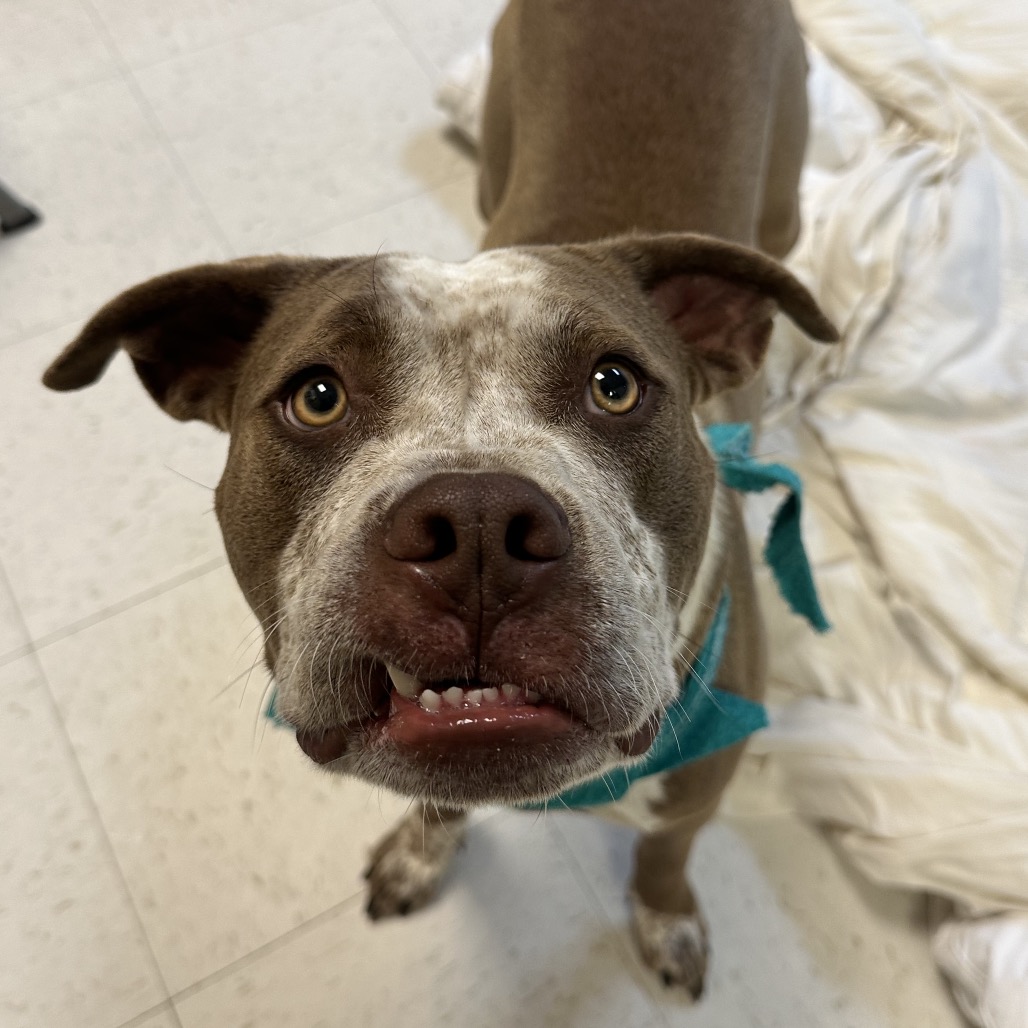 Shelter Stray Female Dog last seen , Animal Care & Control Team of Philly, 111 W Hunting Park Ave, Philadelphia, PA 19140, USA