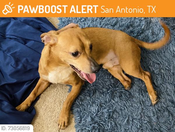 Found/Stray Male Dog last seen Knollcreek, San Antonio, TX 78247