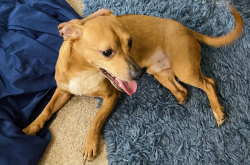 Found/Stray Male Dog last seen Knollcreek, San Antonio, TX 78247