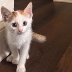 Shelter Stray Female Cat last seen , 8020 Washington St, Port Richey, FL 34668, USA