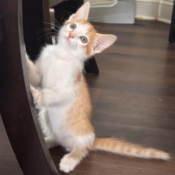 Shelter Stray Male Cat last seen , 8020 Washington St, Port Richey, FL 34668, USA