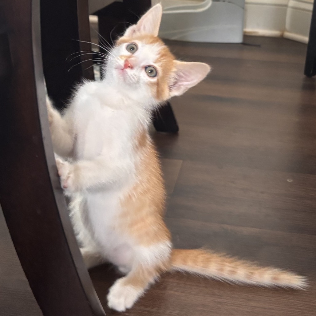 Shelter Stray Male Cat last seen , 8020 Washington St, Port Richey, FL 34668, USA