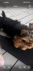 Lost Female Dog last seen 21St , Indianapolis, IN 46218