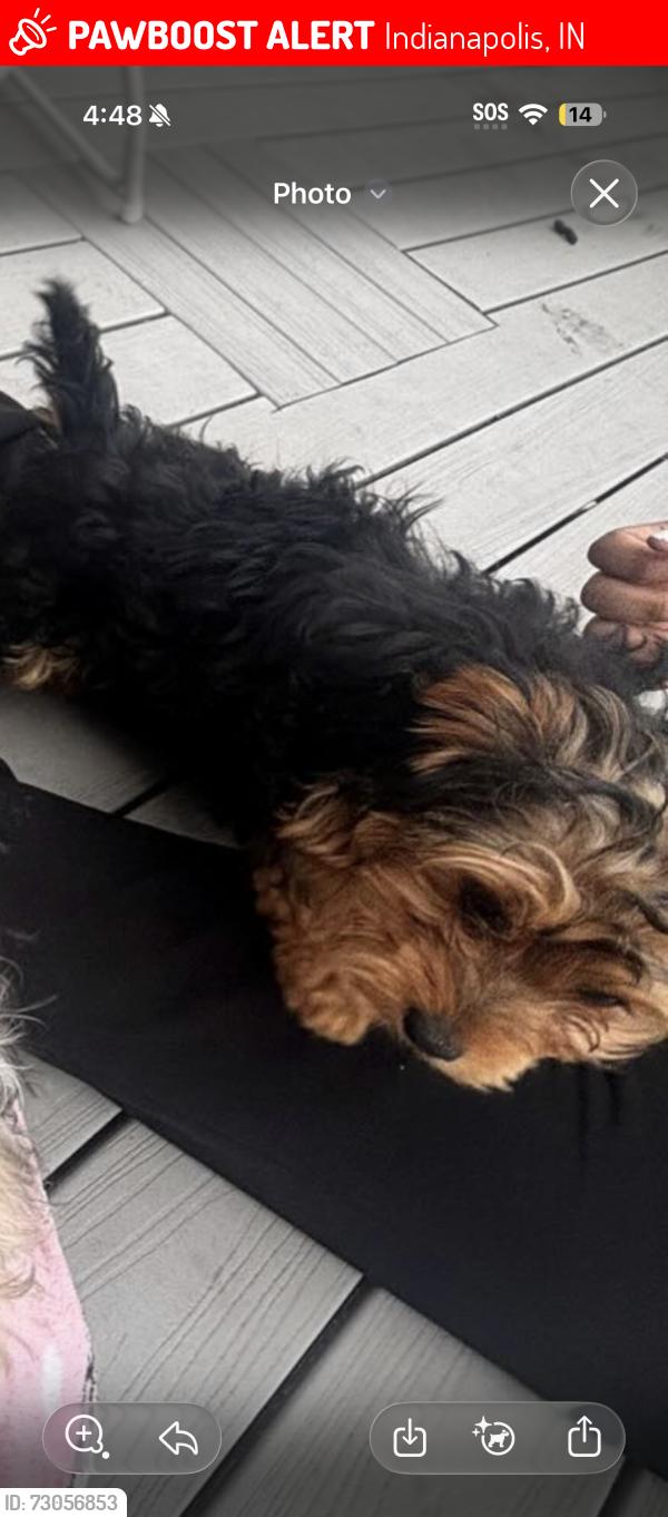 Lost Female Dog last seen 21St , Indianapolis, IN 46218