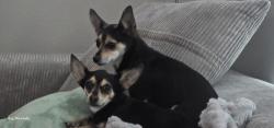 Lost Female Dog last seen Torry pines and peak, Las Vegas, NV 89108