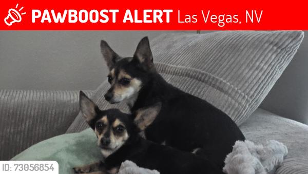 Lost Female Dog last seen Torry pines and peak, Las Vegas, NV 89108
