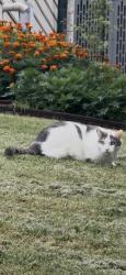 Found/Stray Unknown Cat last seen In front yard, Charlotte, NC 28277