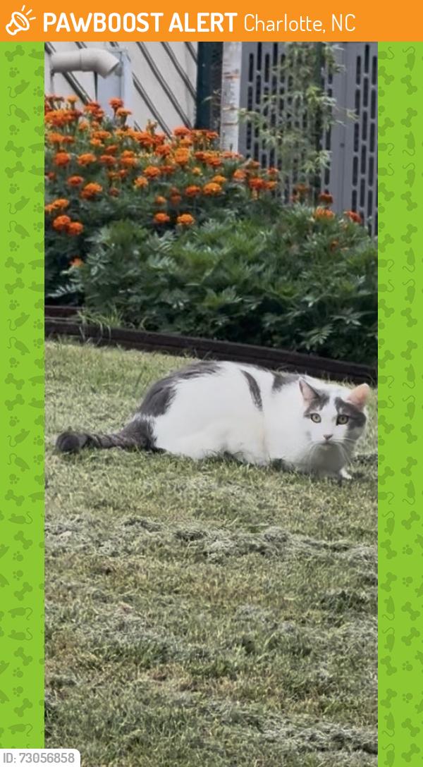 Found/Stray Unknown Cat last seen In front yard, Charlotte, NC 28277