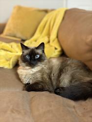Reunited Female Cat last seen Snell and Branham, San Jose, CA 95136