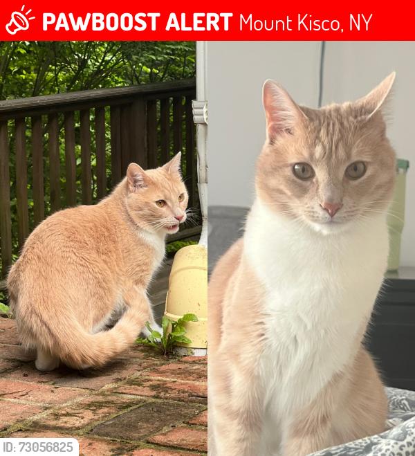 Lost Male Cat last seen  Croton Avenue (NY-133), Mount Kisco, NY 10549