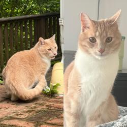 Lost Male Cat last seen  Croton Avenue (NY-133), Mount Kisco, NY 10549