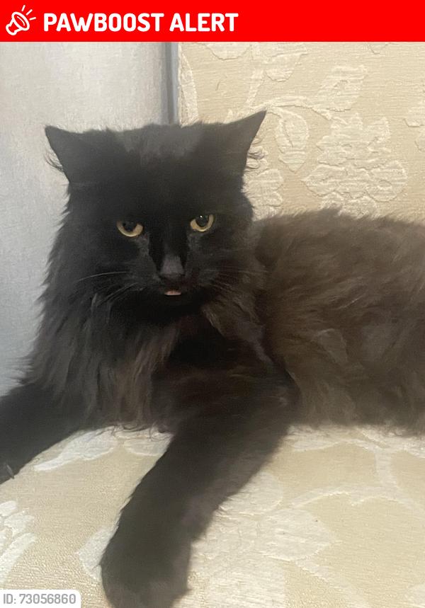 Lost Male Cat last seen Lewsey park, Luton, England LU4 0PE