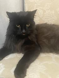 Lost Male Cat last seen Lewsey park, Luton, England LU4 0PE