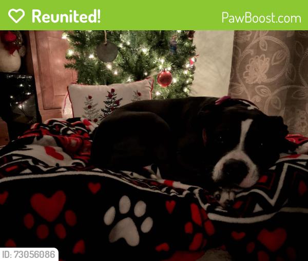 Reunited Female Dog last seen Koutnik Rd SE, Palm Bay, Palm Bay, FL 32909