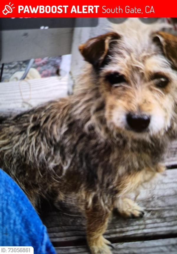 Lost Male Dog last seen Southern , South Gate, CA 90280