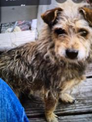 Lost Male Dog last seen Southern , South Gate, CA 90280