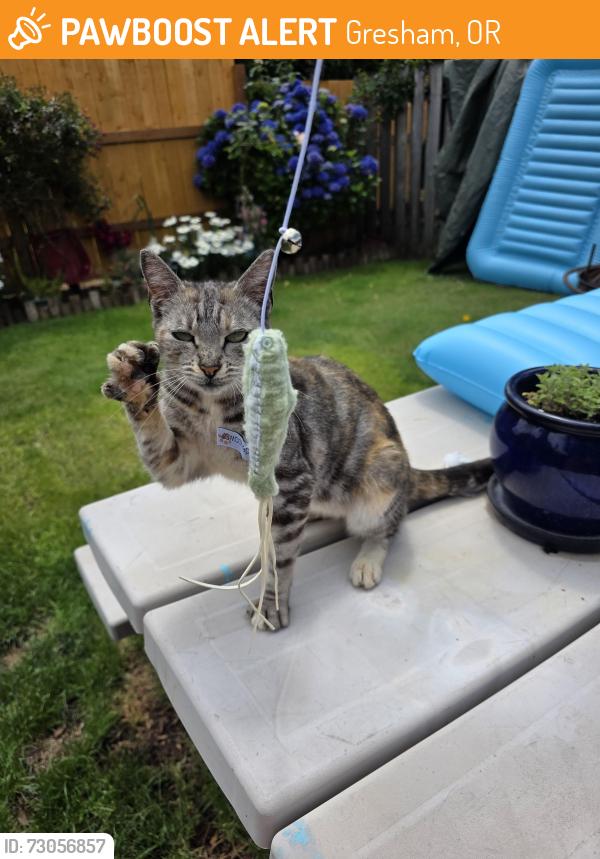 Found/Stray Unknown Cat last seen Kane and powel, Gresham, OR 97080