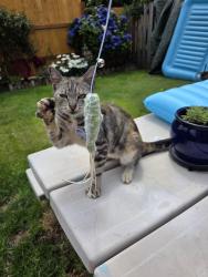 Found/Stray Unknown Cat last seen Kane and powel, Gresham, OR 97080