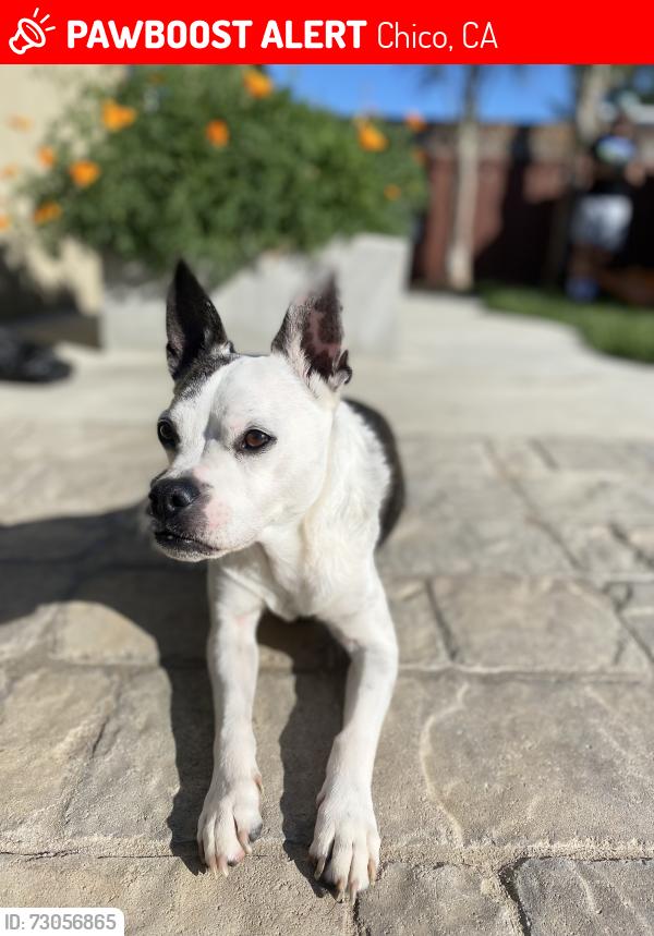 Lost Male Dog last seen Parkview Elementary, Chico, CA 95928