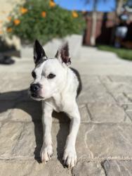 Lost Male Dog last seen Parkview Elementary, Chico, CA 95928
