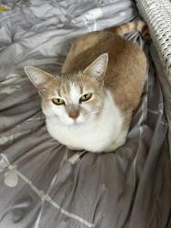 Lost Female Cat last seen sw spring garden st, Portland, OR 97219