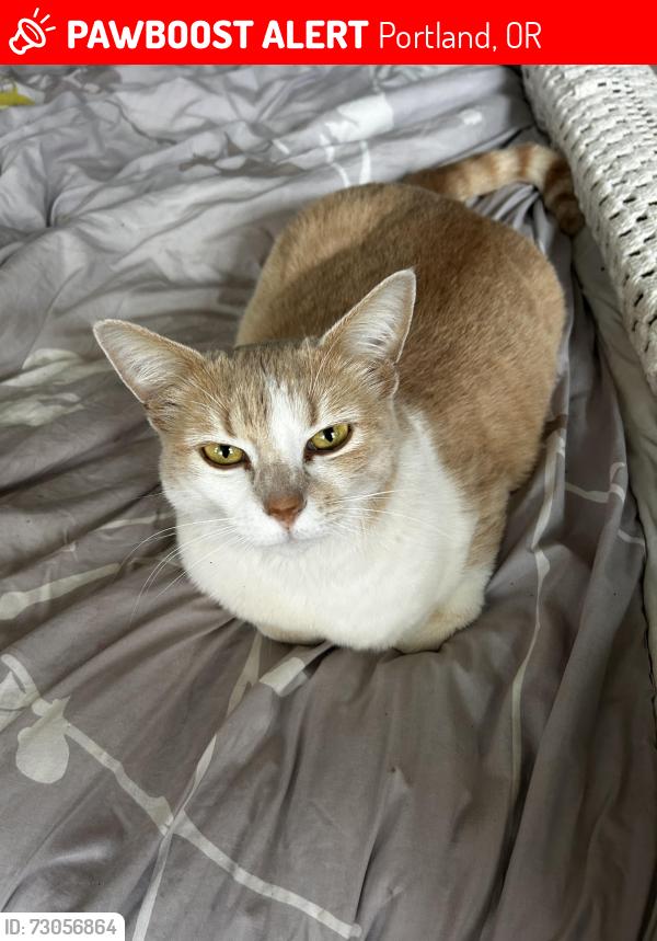 Lost Female Cat last seen sw spring garden st, Portland, OR 97219