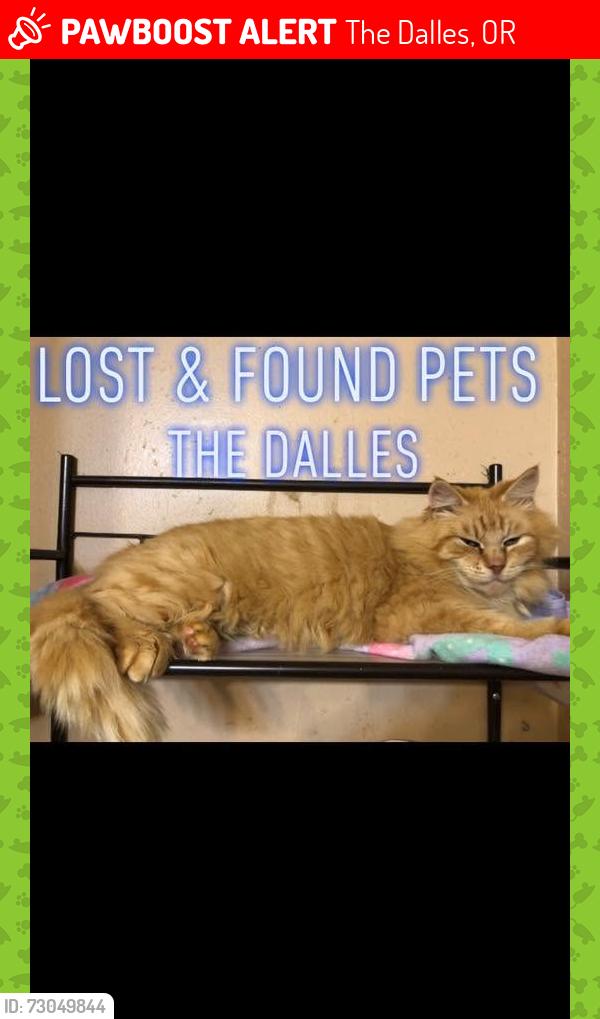 Lost Male Cat last seen 14th and Quinton, The Dalles, OR 97058