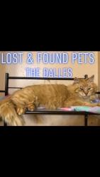 Lost Male Cat last seen 14th and Quinton, The Dalles, OR 97058