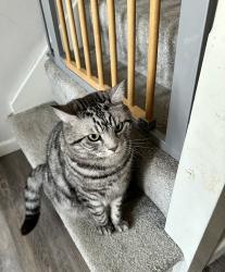 Lost Male Cat last seen Maple Close, Sonning Common, England RG4 9NG