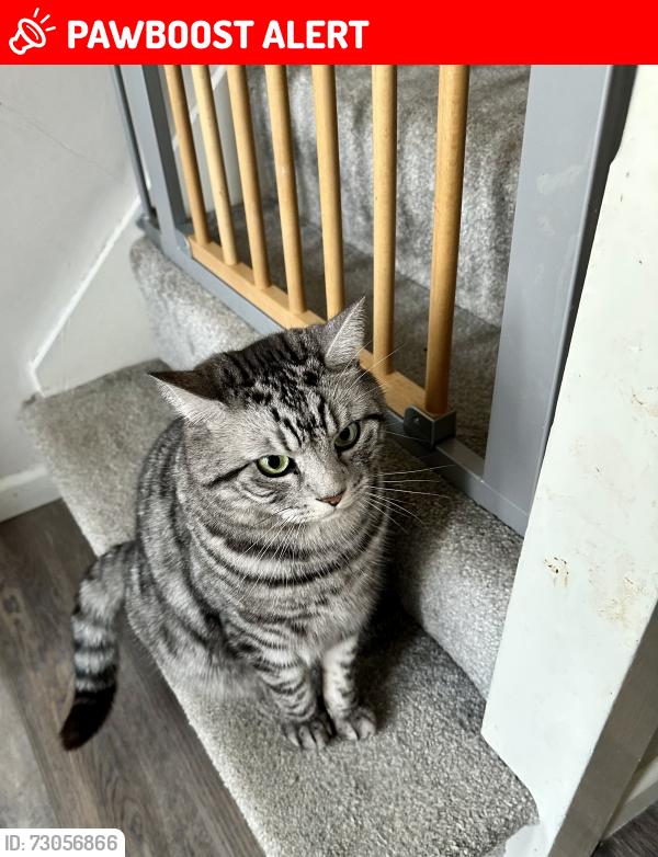 Lost Male Cat last seen Maple Close, Sonning Common, England RG4 9NG