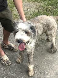 Found/Stray Unknown Dog last seen West clark and Grantland ave, Murfreesboro, TN 37129