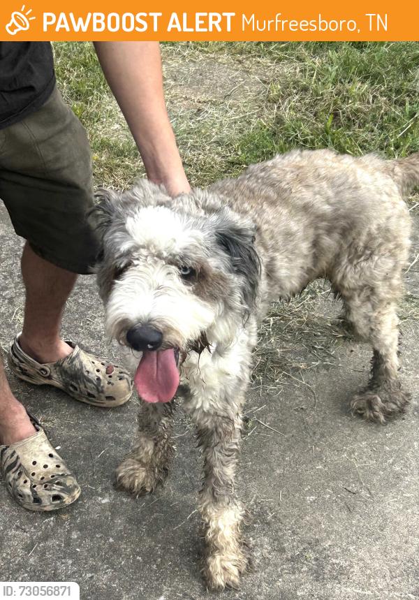 Found/Stray Unknown Dog last seen West clark and Grantland ave, Murfreesboro, TN 37129