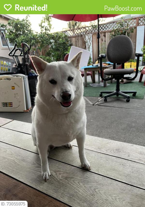 Reunited Female Dog last seen Winton and Hesperian, Hayward, CA 94545