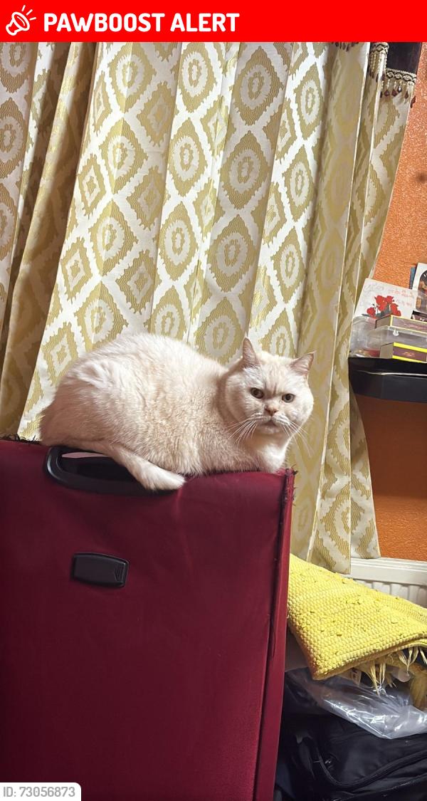 Lost Male Cat last seen Near Bramley Court Baird Avenue, Greater London, England UB1 3NS