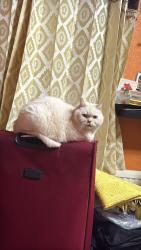 Lost Male Cat last seen Near Bramley Court Baird Avenue, Greater London, England UB1 3NS