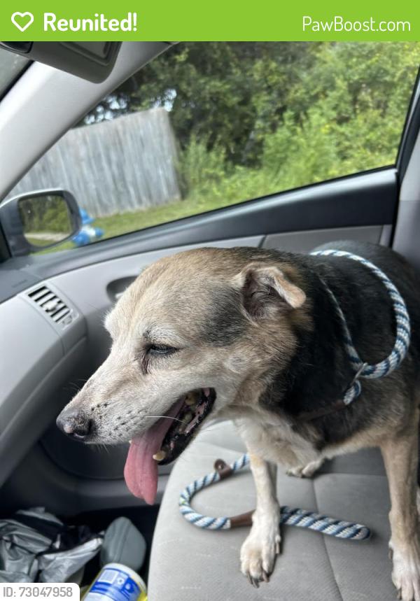 Reunited Male Dog last seen Near County Rd 419 #1201, Oviedo, FL 32766, Chuluota, FL 32766