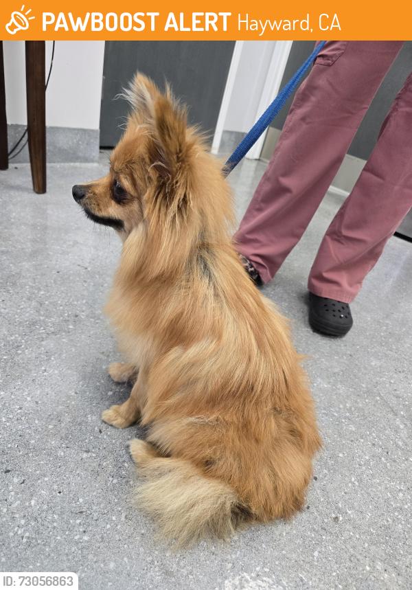 Found/Stray Female Dog last seen Whipple Road, Medallion Drive, Hayward, CA 94544
