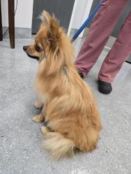 Found/Stray Female Dog last seen Whipple Road, Medallion Drive, Hayward, CA 94544