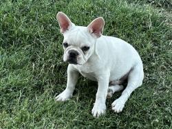 Lost Male Dog last seen maverick/hammer-Northwest area 89130, Las Vegas, NV 89130