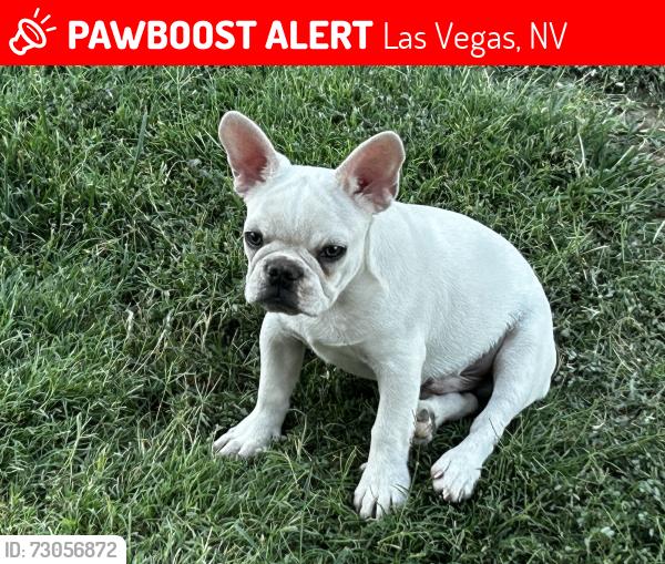 Lost Male Dog last seen maverick/hammer-Northwest area 89130, Las Vegas, NV 89130