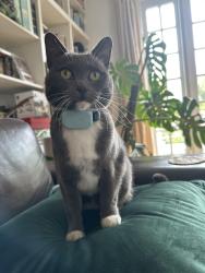 Reunited Female Cat last seen Mountain Lake Park, San Francisco, CA 94118