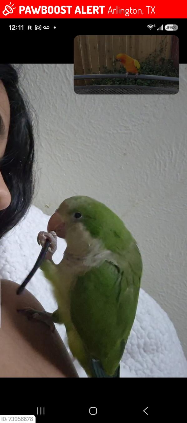 Lost Unknown Bird last seen He went near rodgers and n center st, Arlington, TX 76011