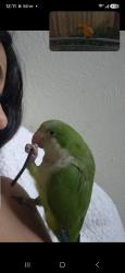 Lost Unknown Bird last seen He went near rodgers and n center st, Arlington, TX 76011