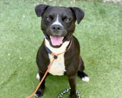 Shelter Stray Female Dog last seen , 11361 W Pico Blvd, Los Angeles, CA 90064, USA